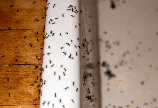 Best Bed Bug Extermination  in Monmouth Junction, NJ